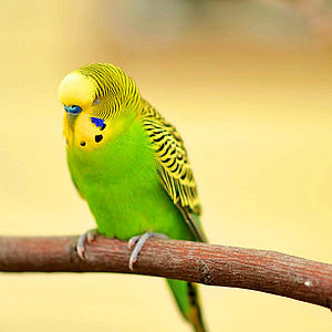 Ein Kanarienvogel sitzt auf einem Ast. Er ist noch müde und hat die Augen zu. Er hat grüne und gelbe Federn.